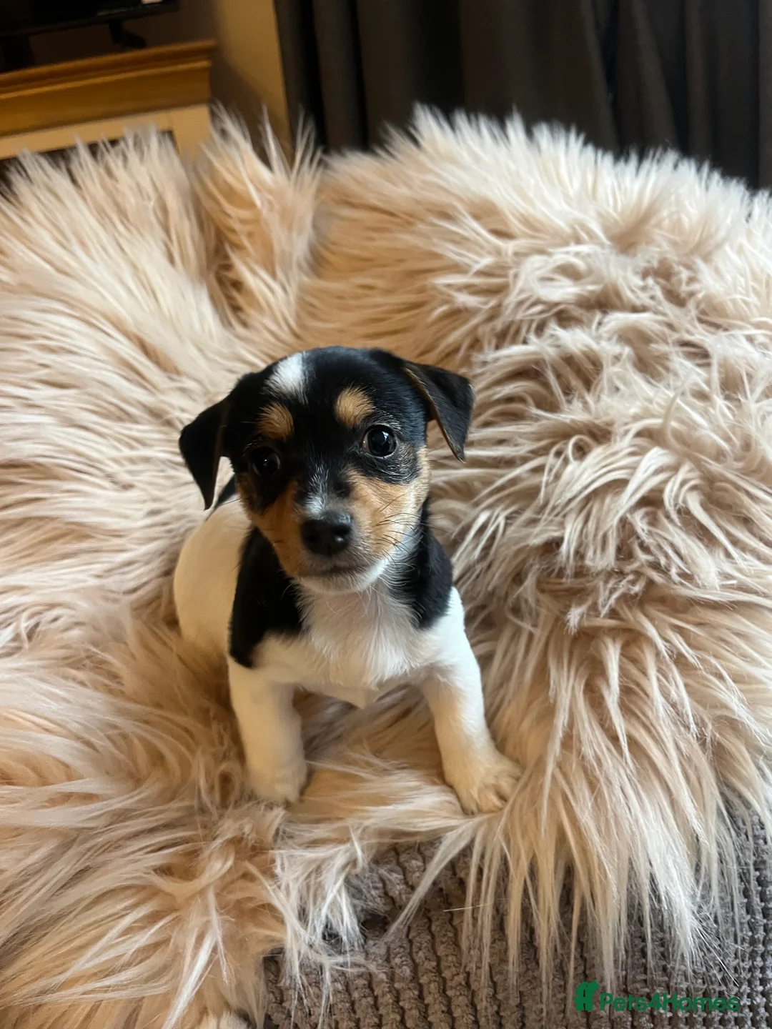 Jack Russell dogs for sale: Jack Russell - Advert 17