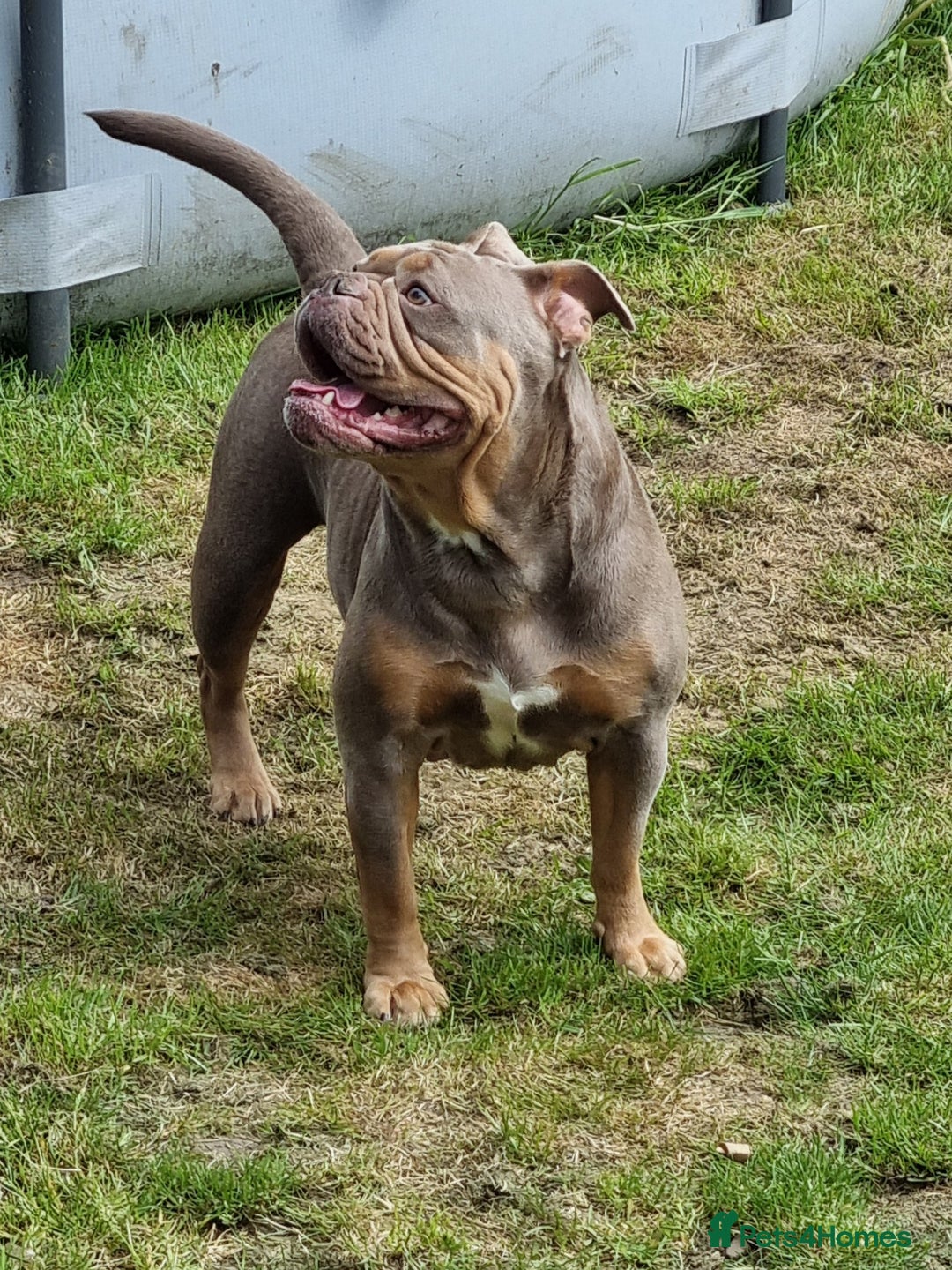 Olde English Bulldogge dogs for sale: Genetic Clear, Hip & Elbow Graded Breeding - Image 27