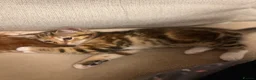 Mixed Breed cats for sale: Beautiful playful litter of 5  in Cleator Moor - Advert 2