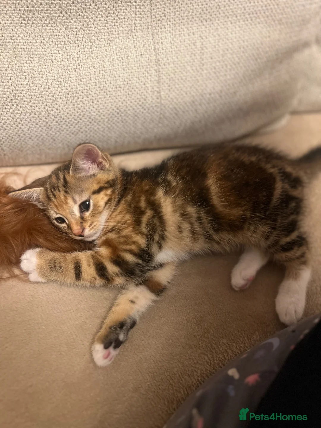 Mixed Breed cats for sale: Beautiful playful litter of 5  in Cleator Moor - Advert 2