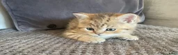 British Shorthair cats for sale: TICA reg black golden kittens  - Advert 15