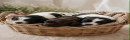 Mixed Breed dogs for sale: Stunning litter available  - Advert 26