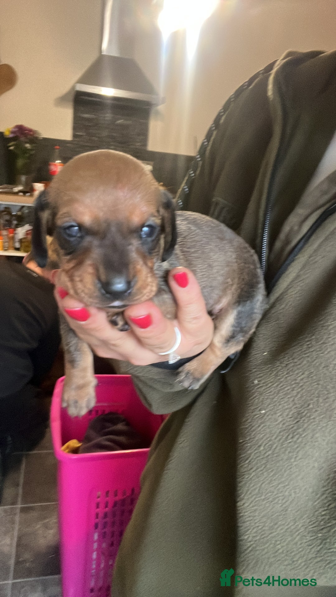 Miniature Dachshund dogs for sale: Kc true miniature dachshunds puppies - Image 2