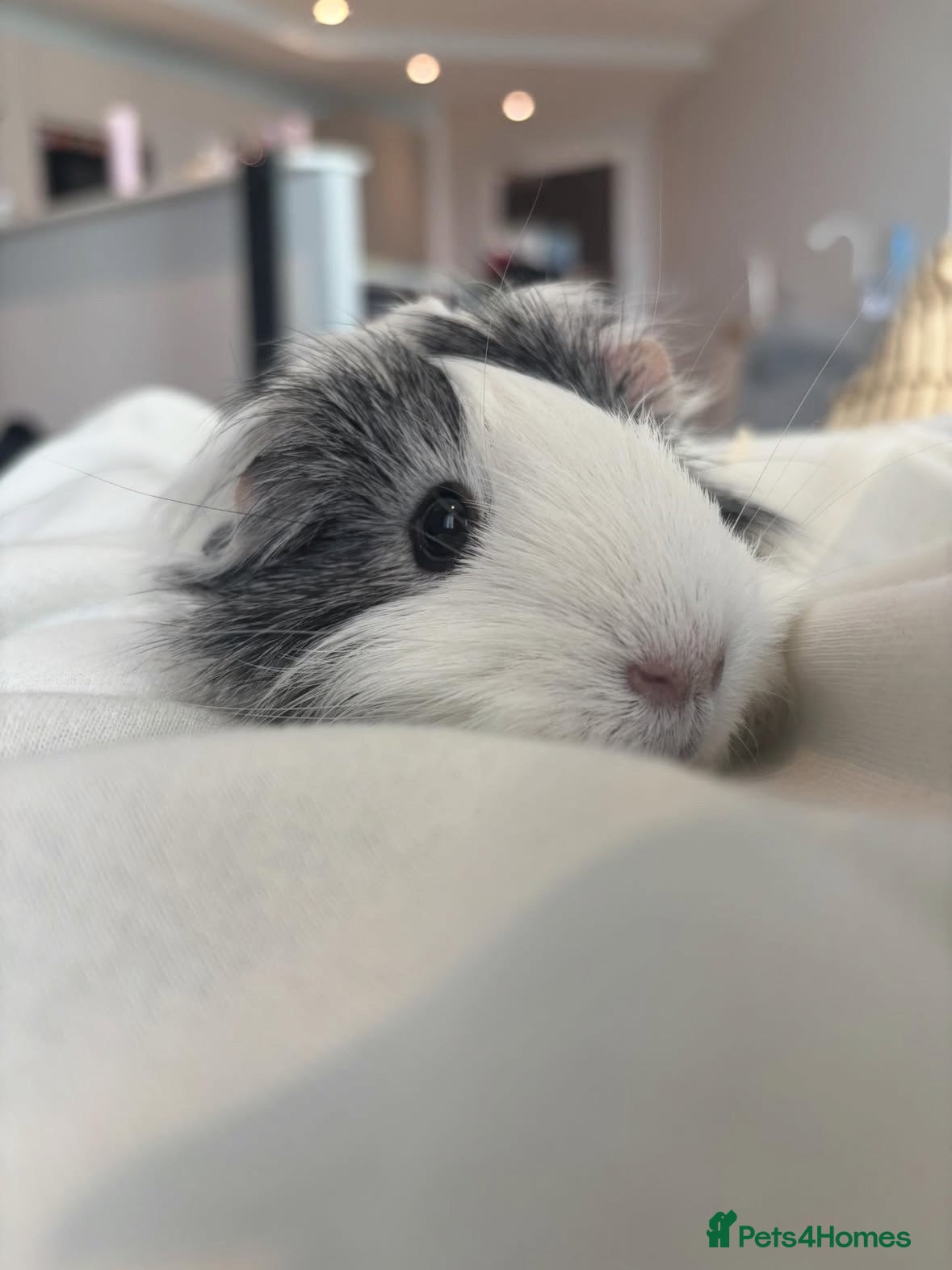Guinea Pig rodents Two guinea pigs finding a new home - Advert 2