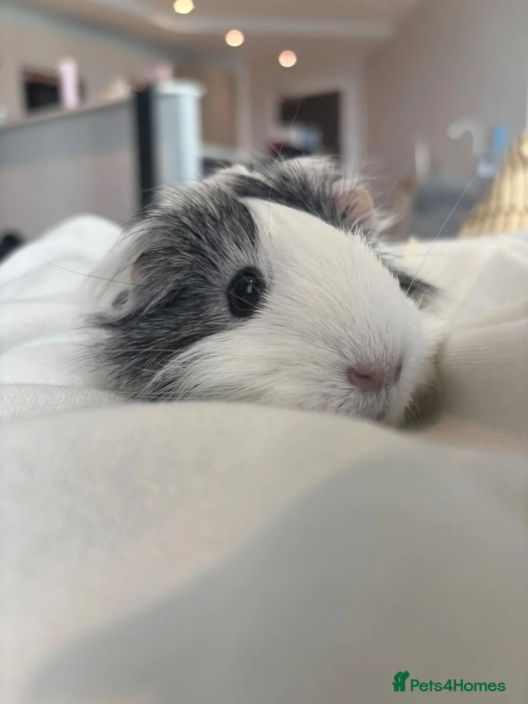 Guinea Pig rodents for sale: Two guinea pigs finding a new home - Advert 2