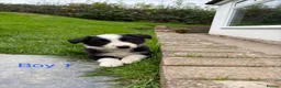 Border Collie dogs for sale: Border Collie Puppies for sale  - Advert 3