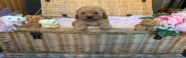 Cavapoo Puppy 4