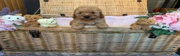 Cavapoo dogs for sale: Cavapoo little bears LICENSED - Advert 7