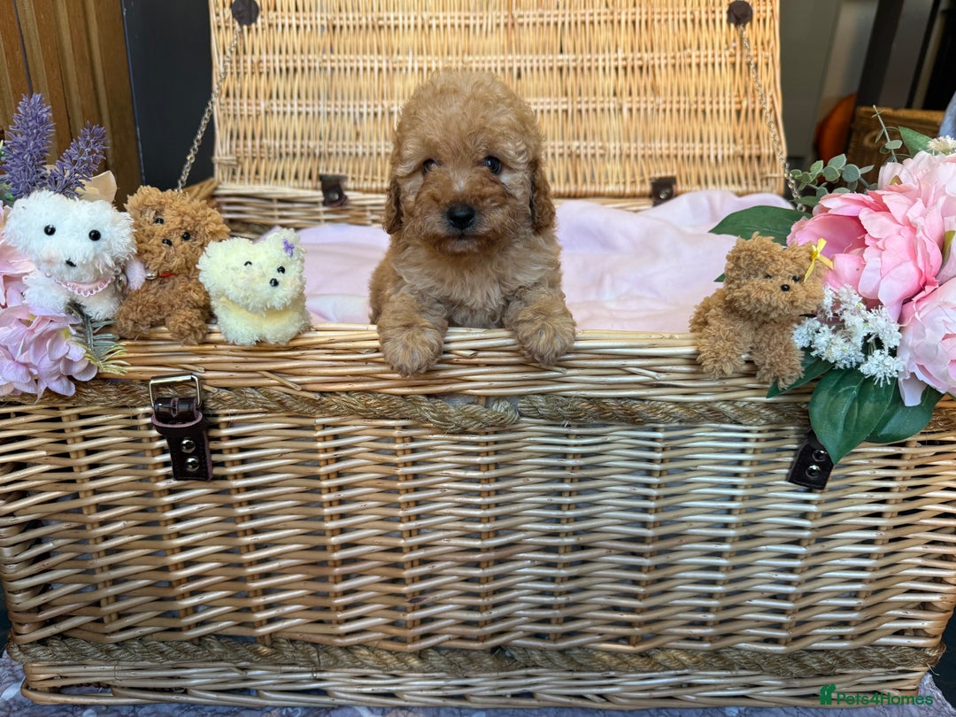 Cavapoo dogs for sale: Cavapoo little bears LICENSED - Advert 7