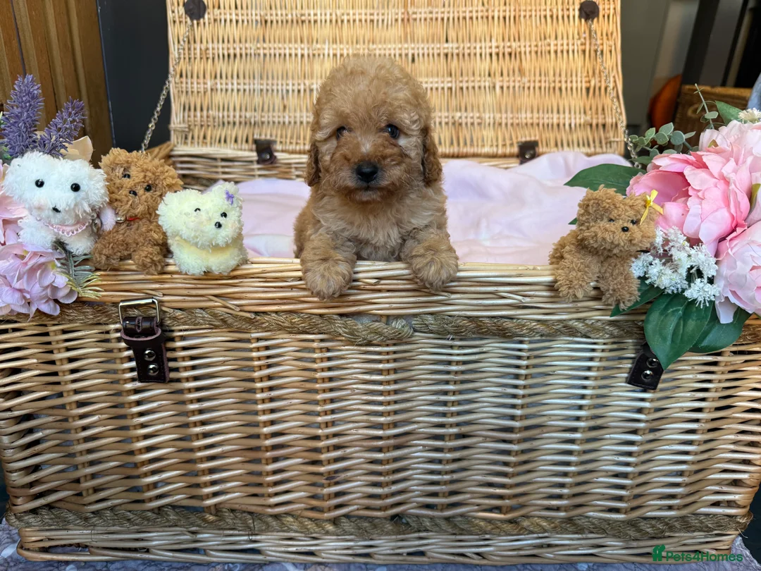 Cavapoo dogs for sale: Cavapoo little bears LICENSED - Advert 7