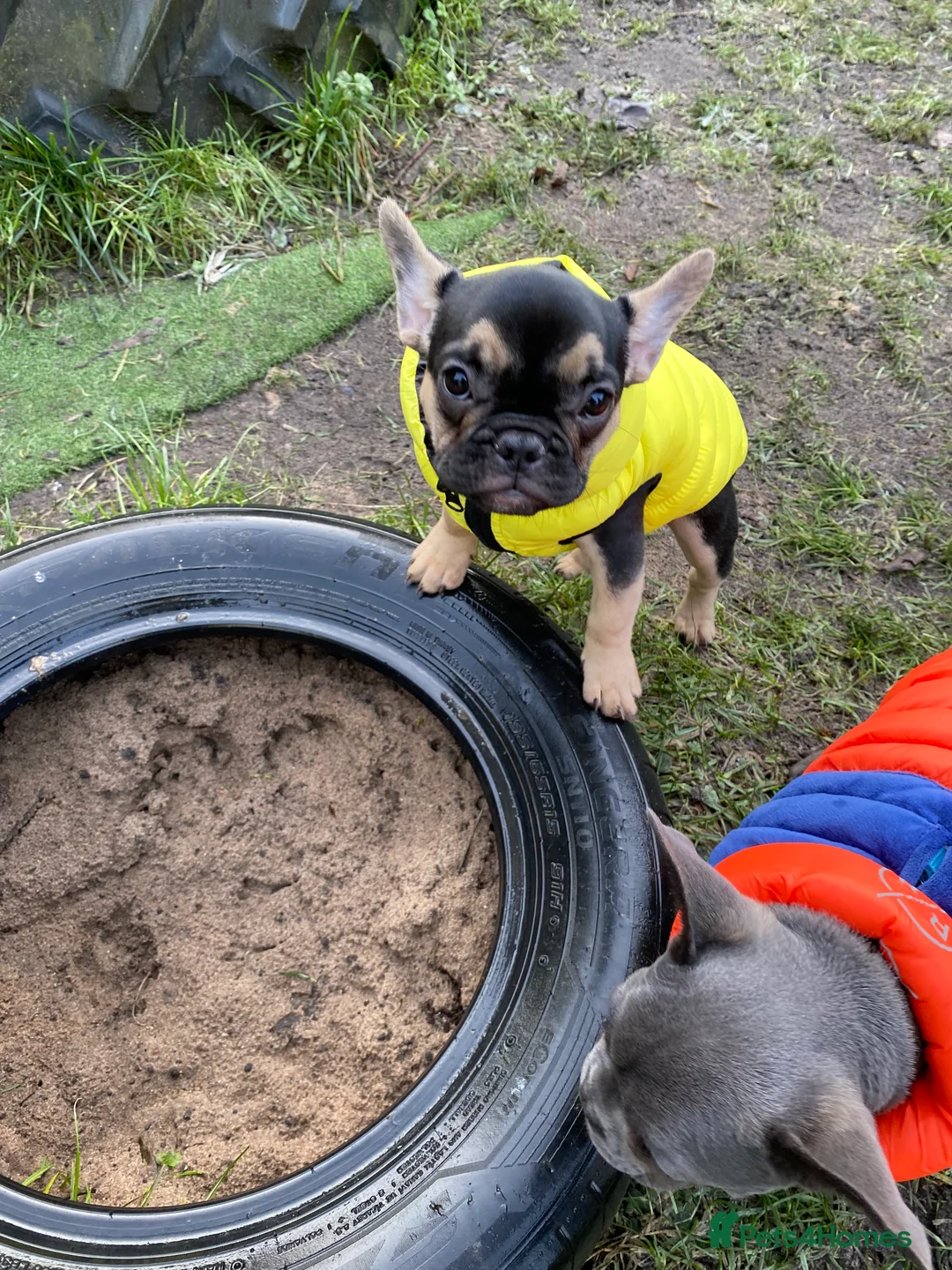 French Bulldog dogs for sale: Gorgeous French bulldog puppies 1 m & 1 f - Advert 15