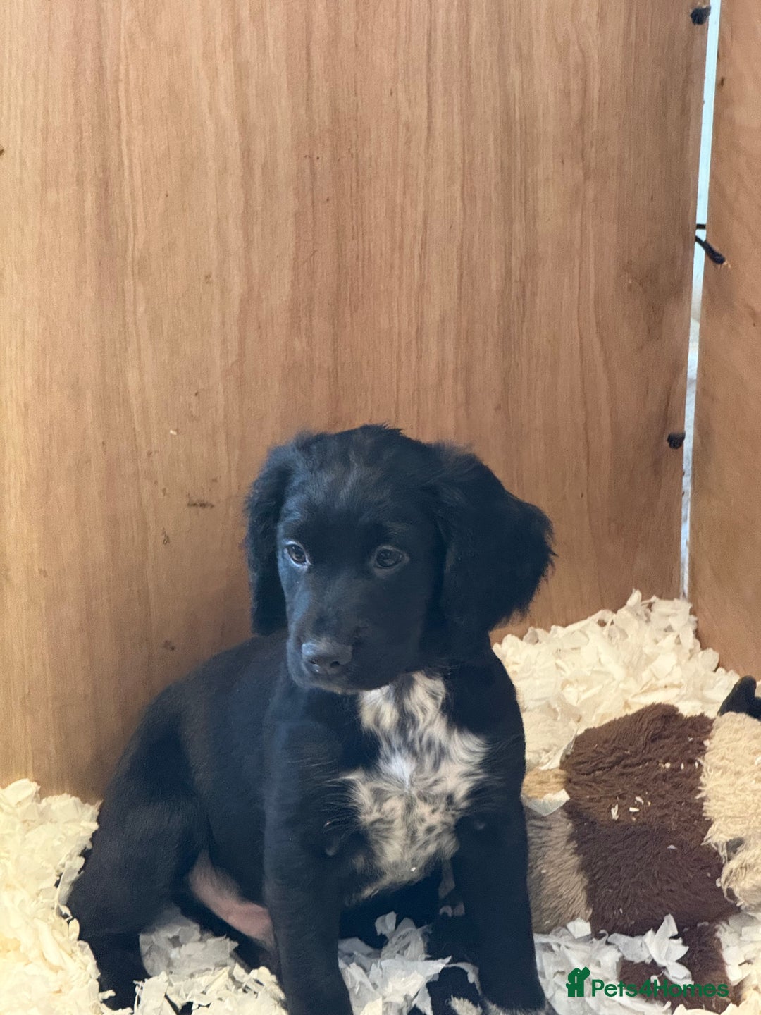 Cocker Spaniel dogs for sale: *READY TO LEAVE* KC Reg Working Cocker Pups in Stocksfield - Image 24