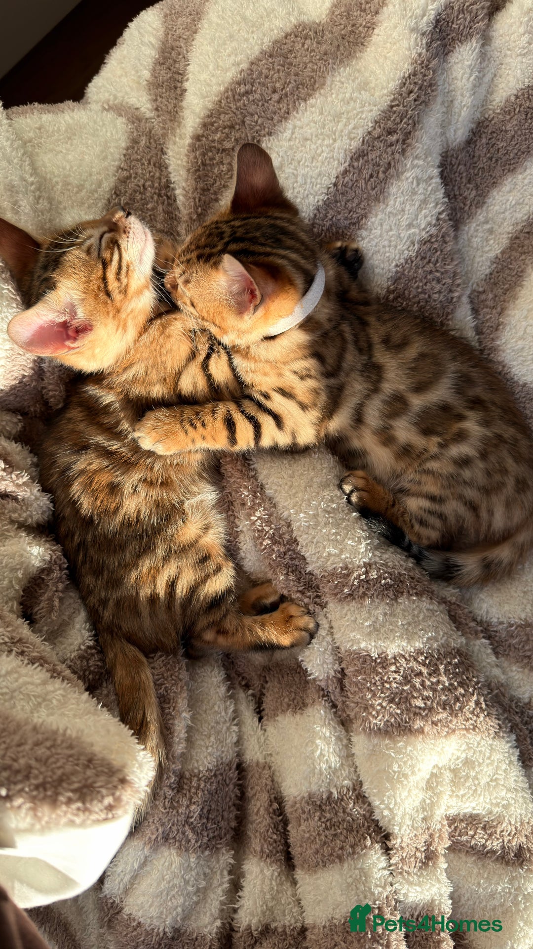Bengal cats for sale: Adorable Female Bengal Kitten TICA  - Advert 5