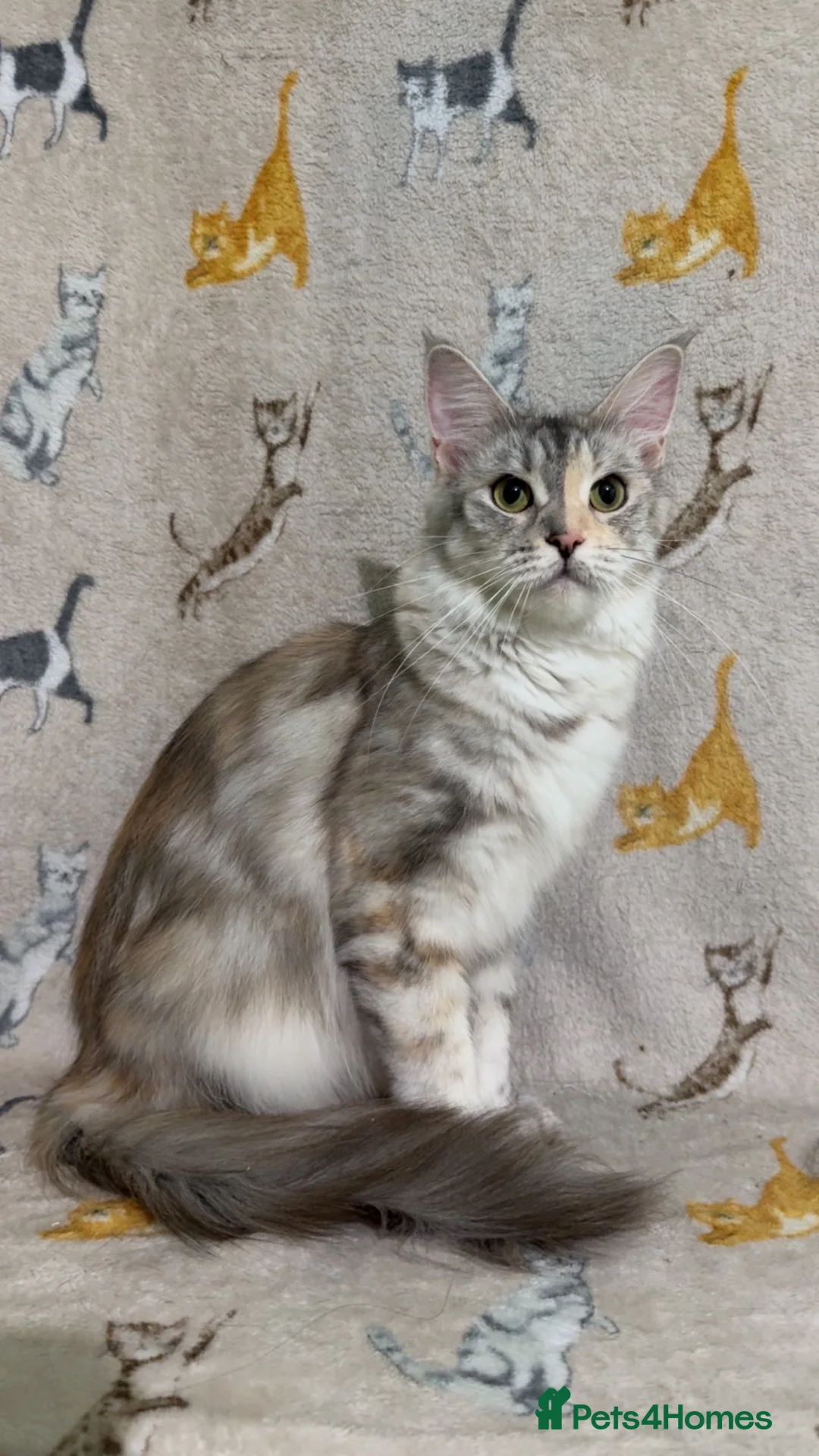 Maine Coon cats for sale: Female Black Silver Torbie Mainecoon Cat - Advert 1