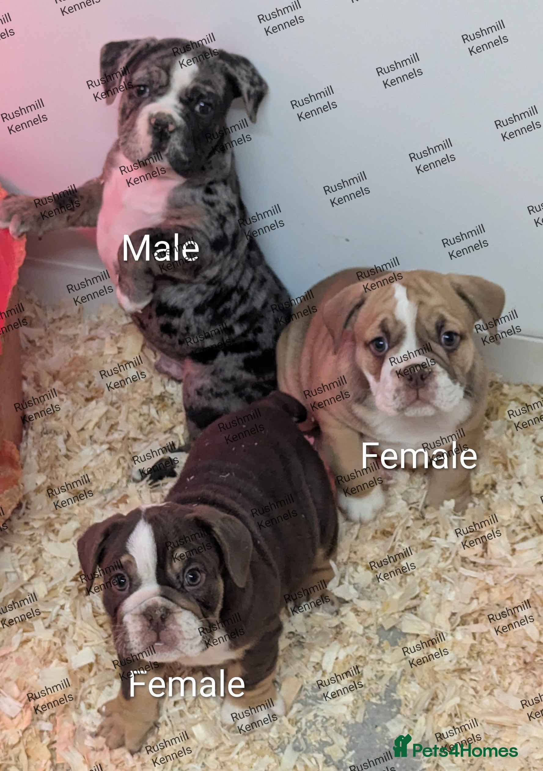 Olde English Bulldogge dogs Olde English bulldog puppies - Advert 6