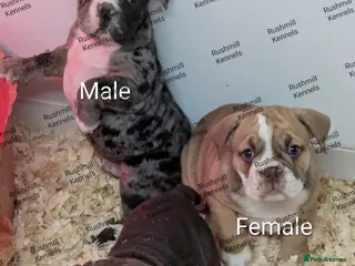 Olde English Bulldogge dogs Olde English bulldog puppies - Advert 6