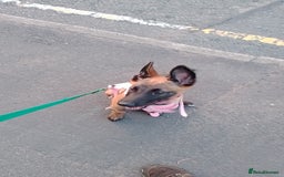 Belgian Shepherd Dog dogs for sale: 5 month Female Belgian mally - Image 2