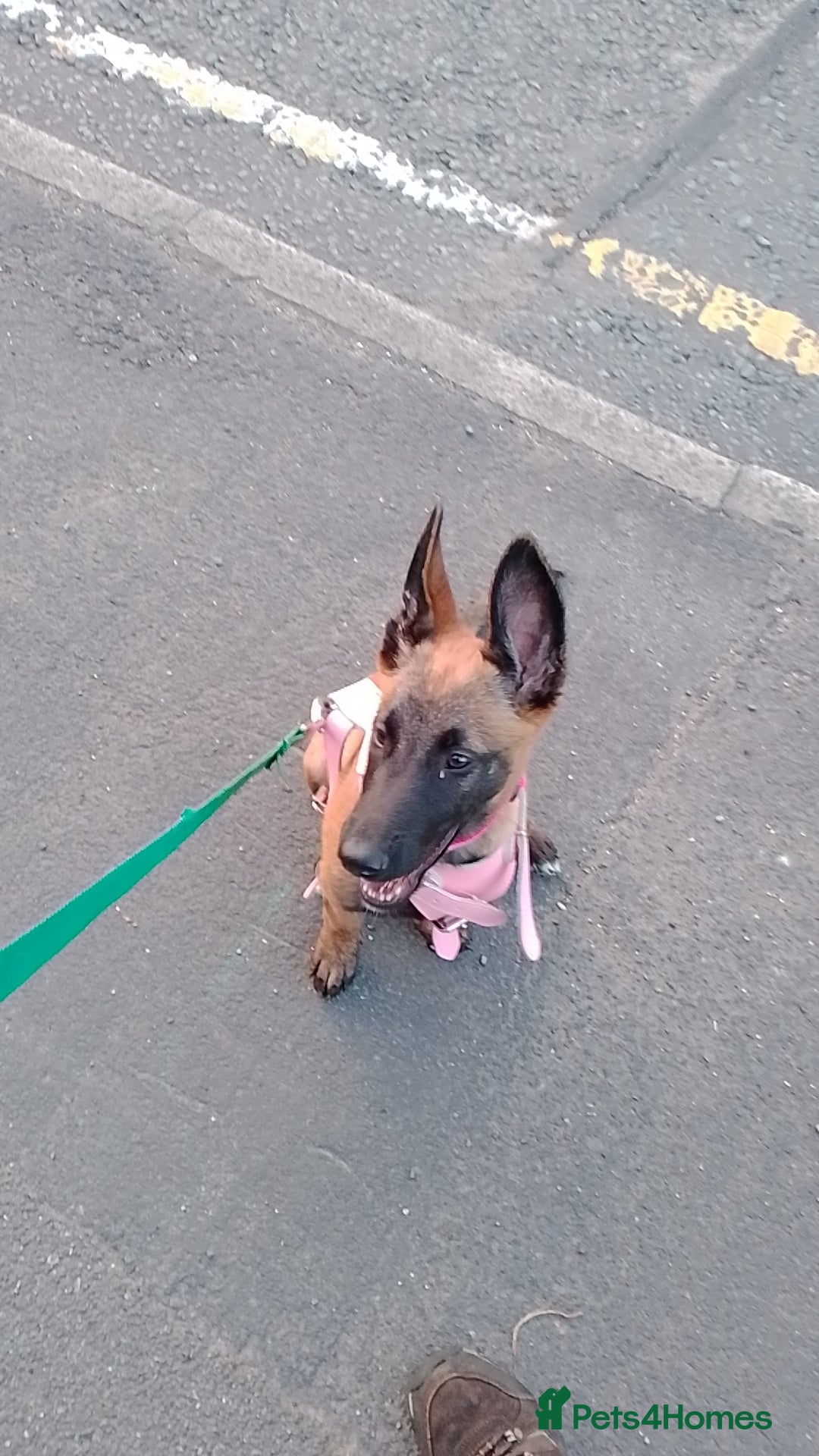 Belgian Shepherd Dog dogs for sale: 5 month Female Belgian mally - Image 2