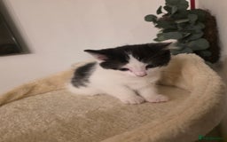 Ragdoll cats for sale: Ragdol mix 4 girls 1 boy - Image 6