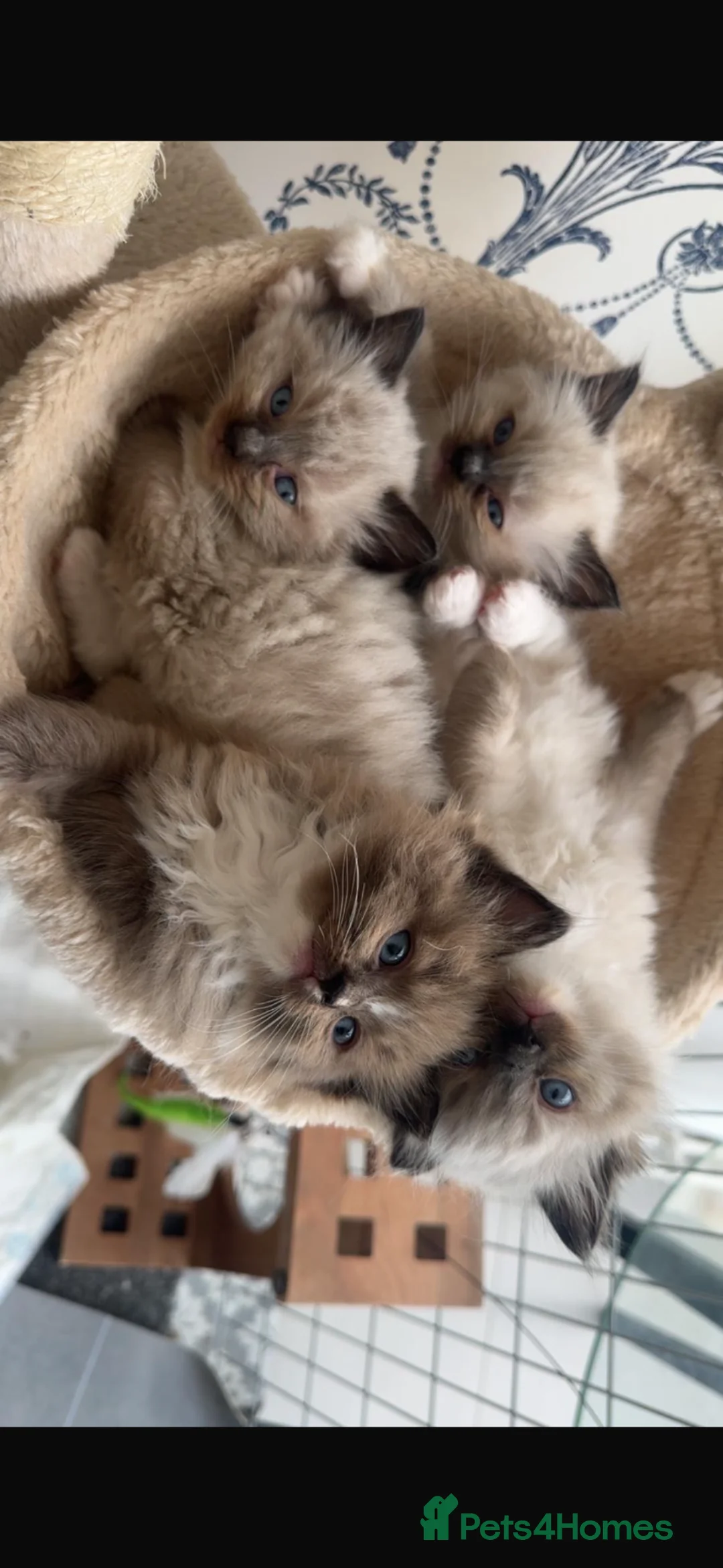 Ragdoll cats for sale: Pure ragdoll - Advert 1
