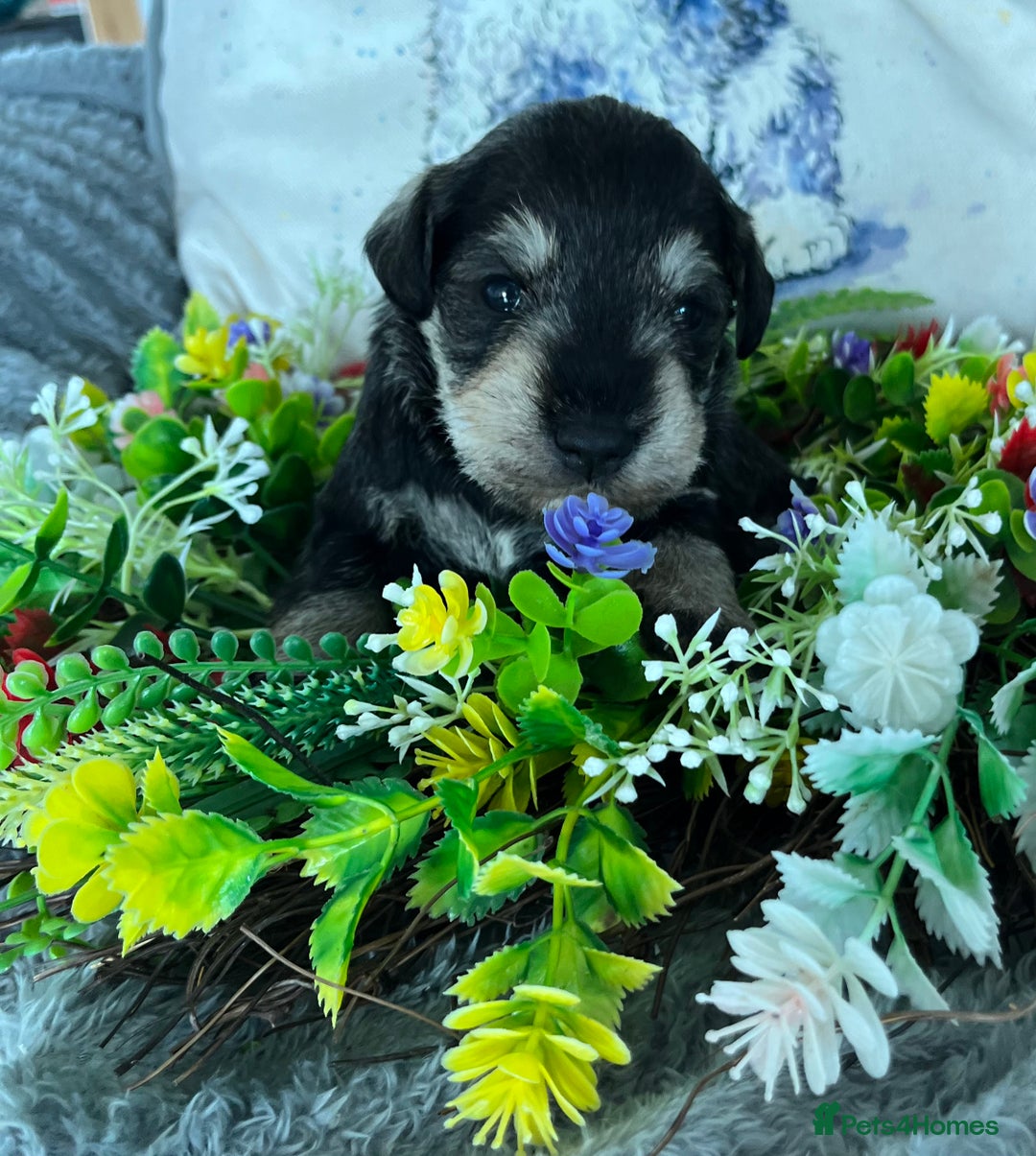 Miniature Schnauzer dogs for sale: Just 2 boys and girls available raised with love - Image 5