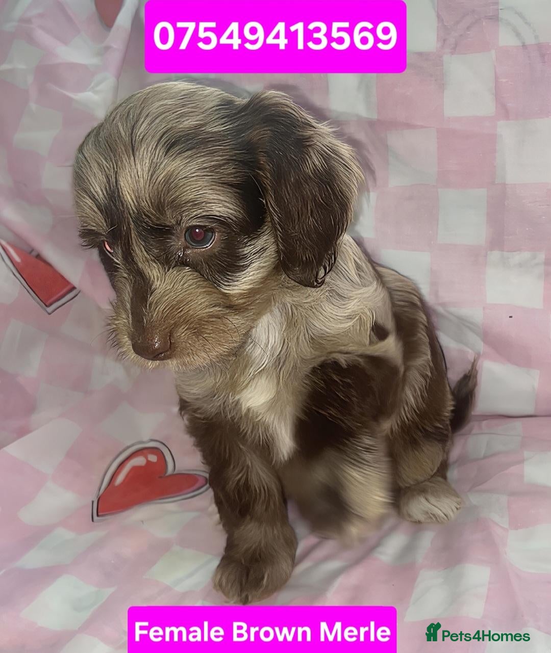 Cockapoo dogs X1 Female Brown Merle Cockapoo Puppy  - Advert 7