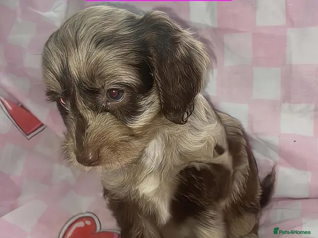 Cockapoo dogs for sale: READY TO GO FEMALE BROWN MERLE COCKAPOO - Advert 4