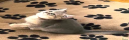 British Shorthair cats for sale: GCCF/TICA British Shorthair Kittens–Champion Lines - Advert 22