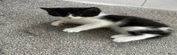British Shorthair cats for sale: British shorthair cross Domestic longhair kittens  - Advert 5