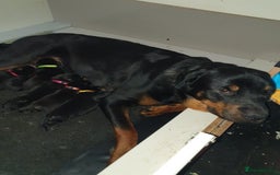 Rottweiler dogs for sale: Chunky big boned rottweilers  - Image 2