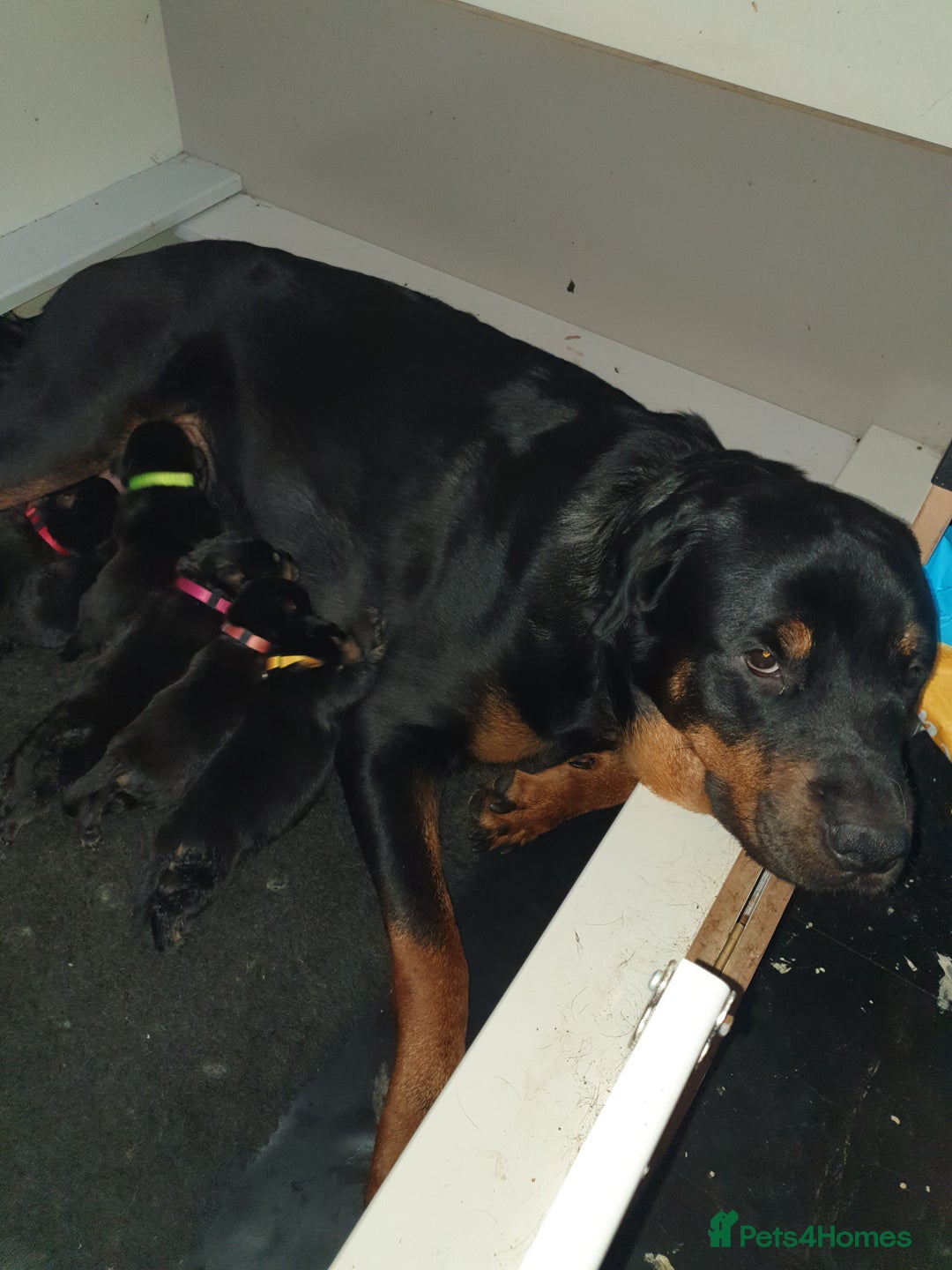 Rottweiler dogs for sale: Chunky big boned rottweilers  - Image 2