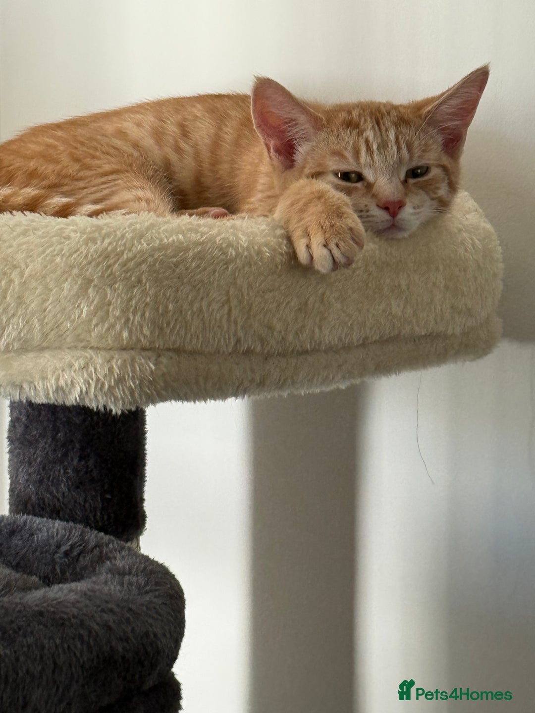 Mixed Breed cats for sale: Wotsit is looking for a new home  - Advert 4