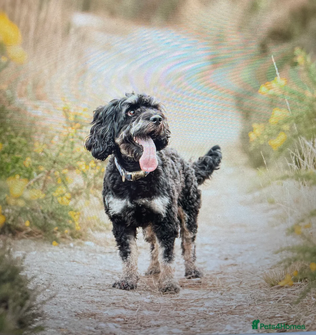 Cockapoo dogs for stud: F1 tri coloured phantom cockapoo for stud in Bournemouth - Advert 10