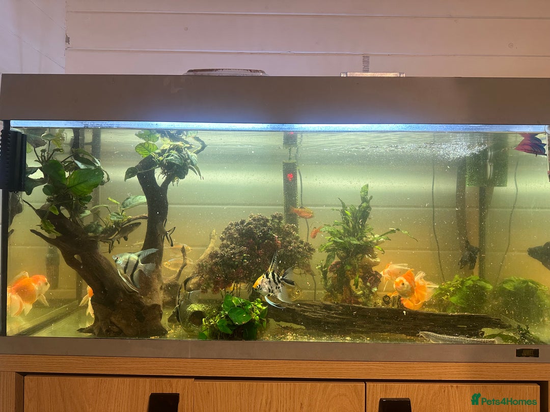 Fancy Goldfish fish for sale: Full fish tank set up - Advert 7