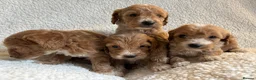 Cockapoo dogs for sale: F1bcockapoo puppies - DNA Health test clear  in Staines - Advert 15