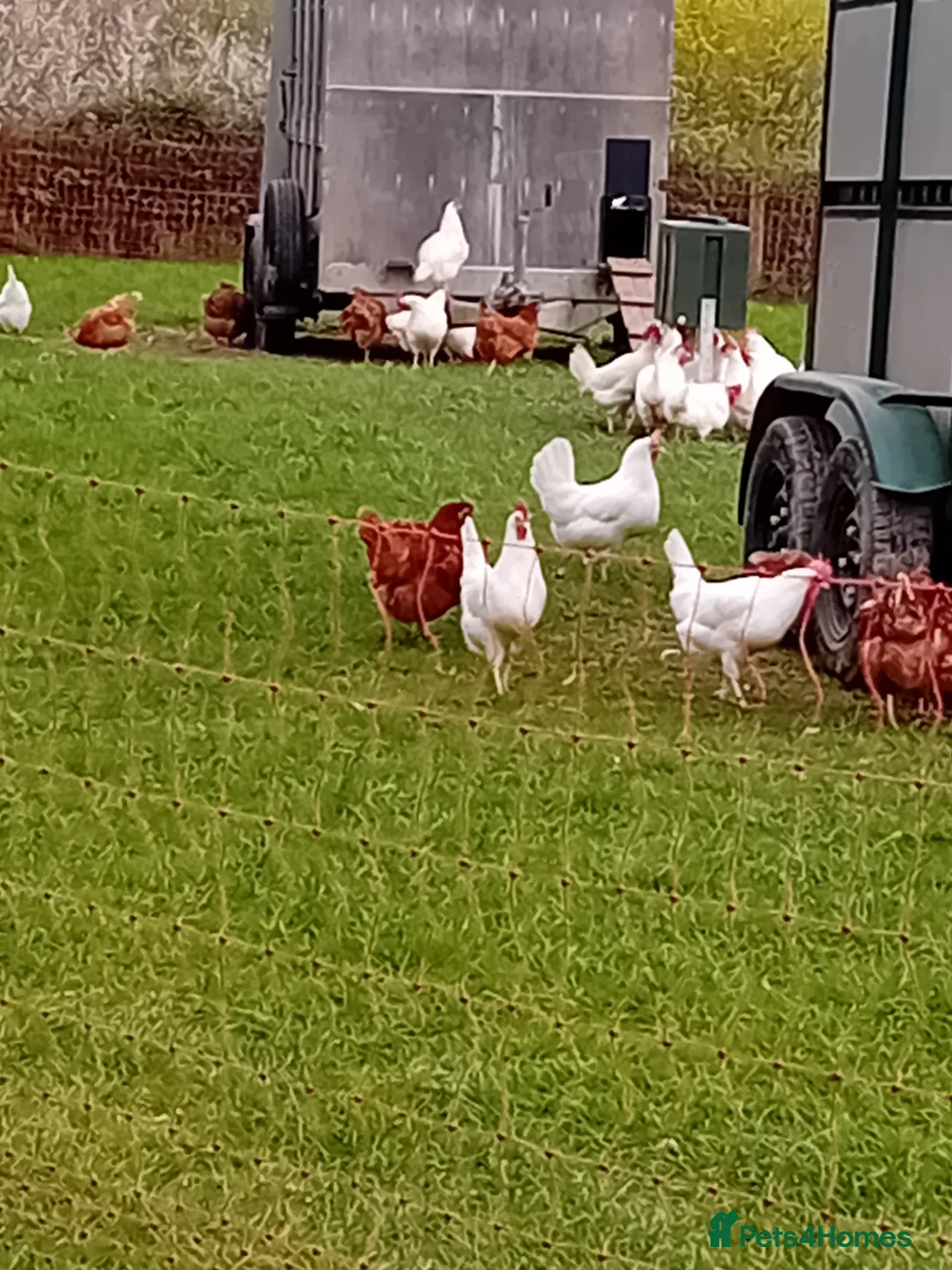 Chickens poultry for sale: POINT OF LAY HENS  in Derby - Advert 2