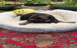German Shepherd dogs for sale: German Shepherd puppy for sale - Image 8