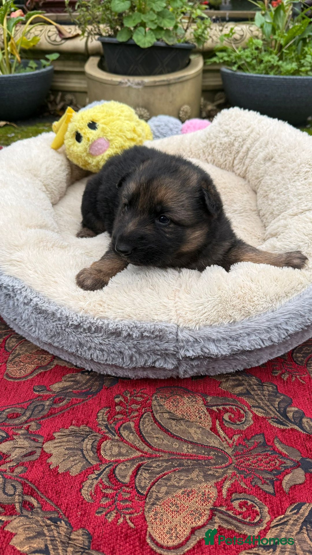 German Shepherd dogs for sale: German Shepherd puppy for sale - Image 8