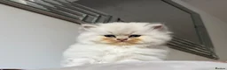 British Longhair cats for sale:  GCCF reg British Longhair/Shorthair Kittens in Okehampton - Advert 2