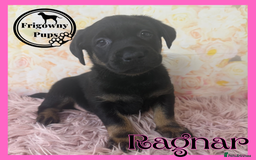 Labrador Retriever dogs for sale: *Ready Now* Quality Black Labradors  - Image 11