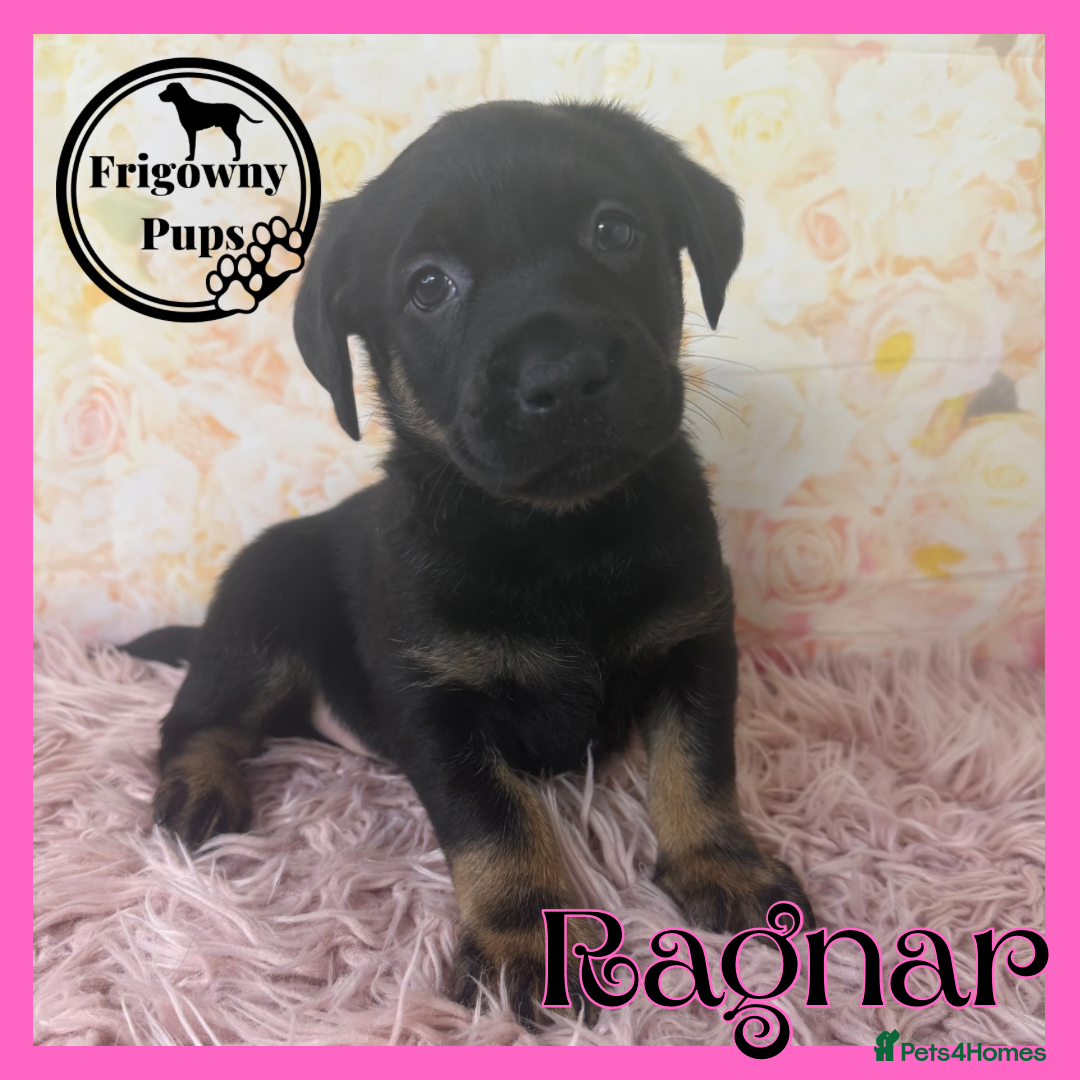 Labrador Retriever dogs for sale: *Ready Now* Quality Black Labradors  - Image 11
