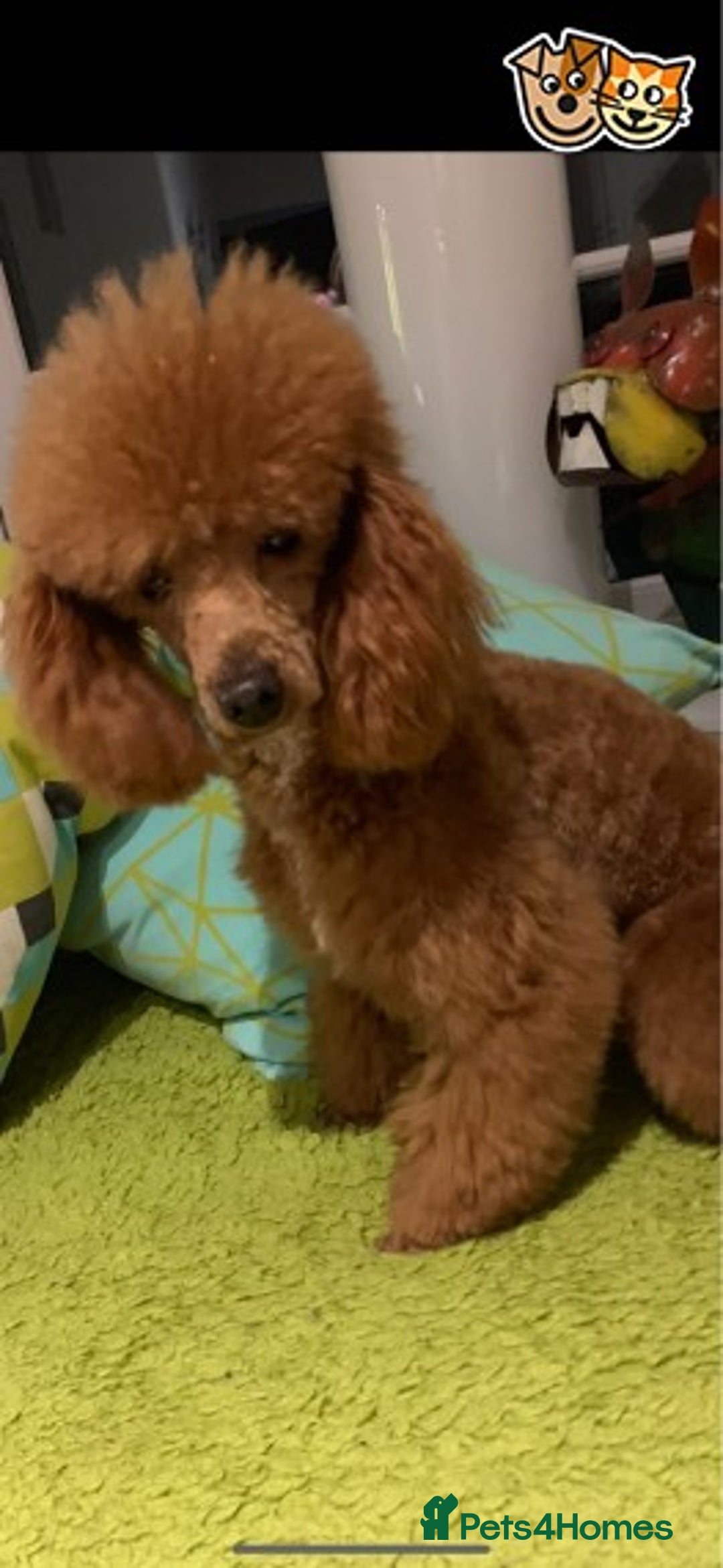 Toy Poodle dogs for stud: KC (FULLY HEALTH TESTED )RED TOY POODLE STUD in Galston - Advert 3
