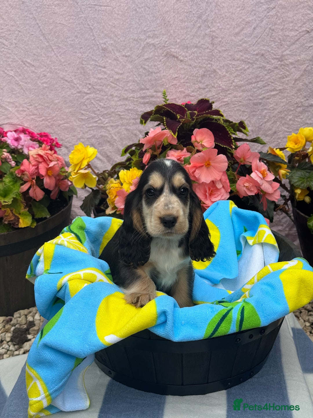 Cocker Spaniel dogs for sale: 3boys only  show type cocker spaniel puppies in Market Drayton - Image 1