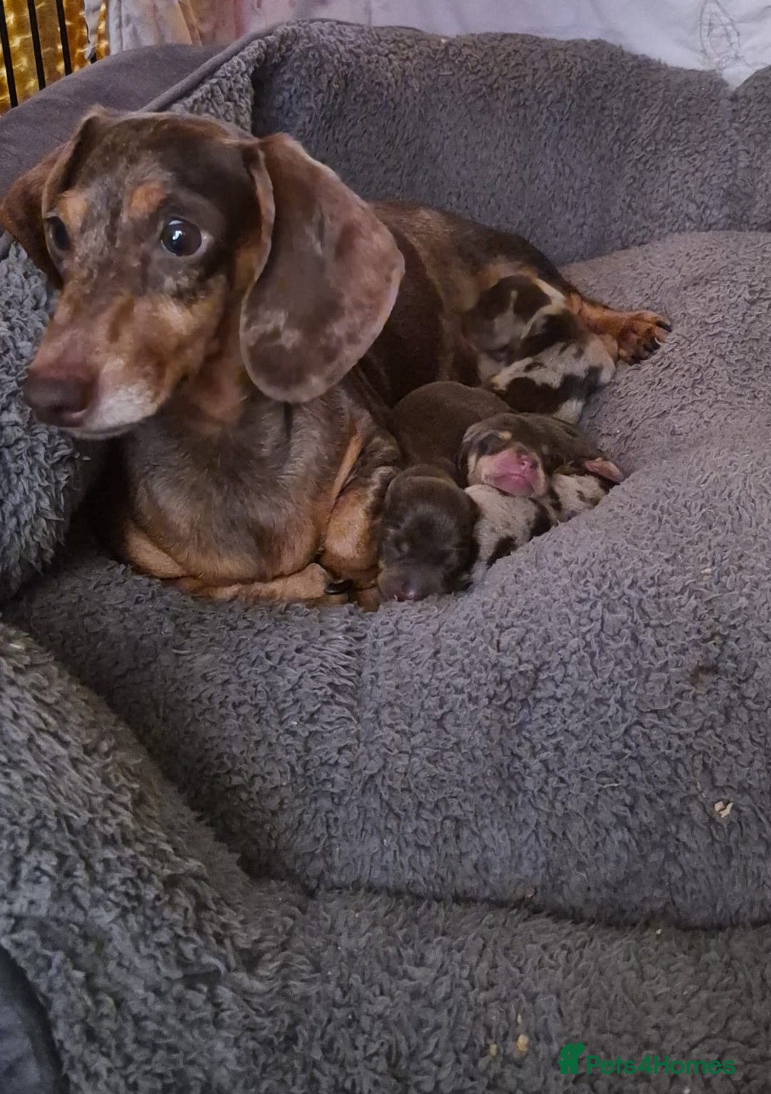 Miniature Dachshund dogs Miniature dachshunds  - Advert 3
