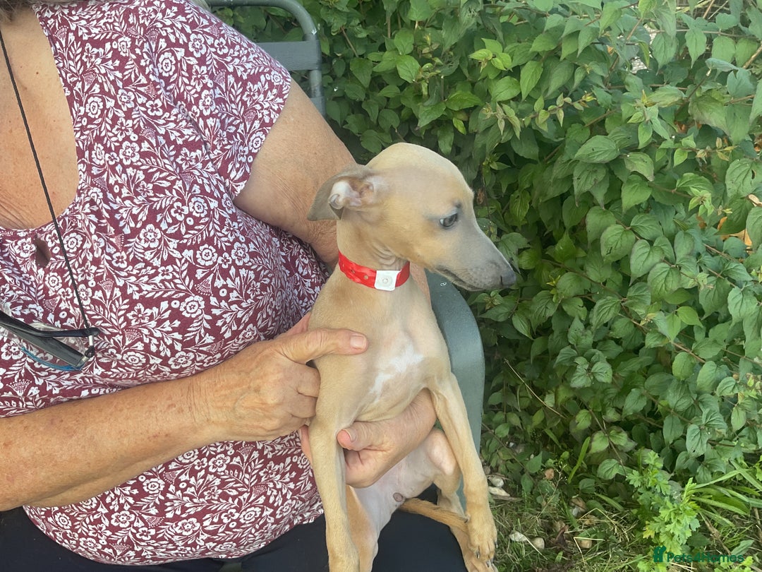 Italian Greyhound Awe Amazing Bichons Vs Italian Greyhounds