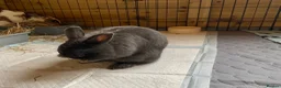 Mixed Breed rabbits for sale: Looking for a good home for 2 rabbits in Radstock - Advert 3