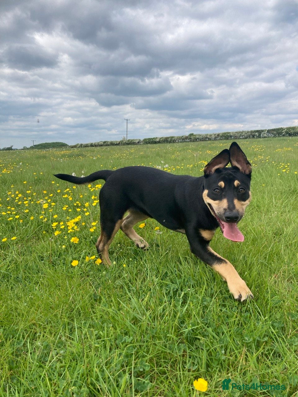 Mixed Breed dogs 4.5 month old Dutch Herder mix  - Advert 11