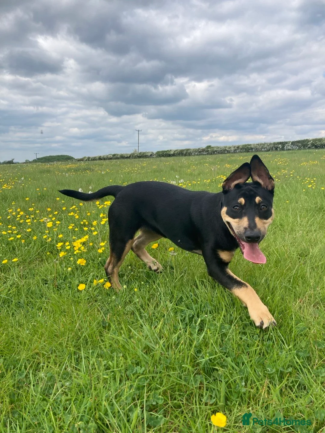Mixed Breed dogs for sale: 4.5 month old Dutch Herder mix  in Milton Keynes - Advert 1
