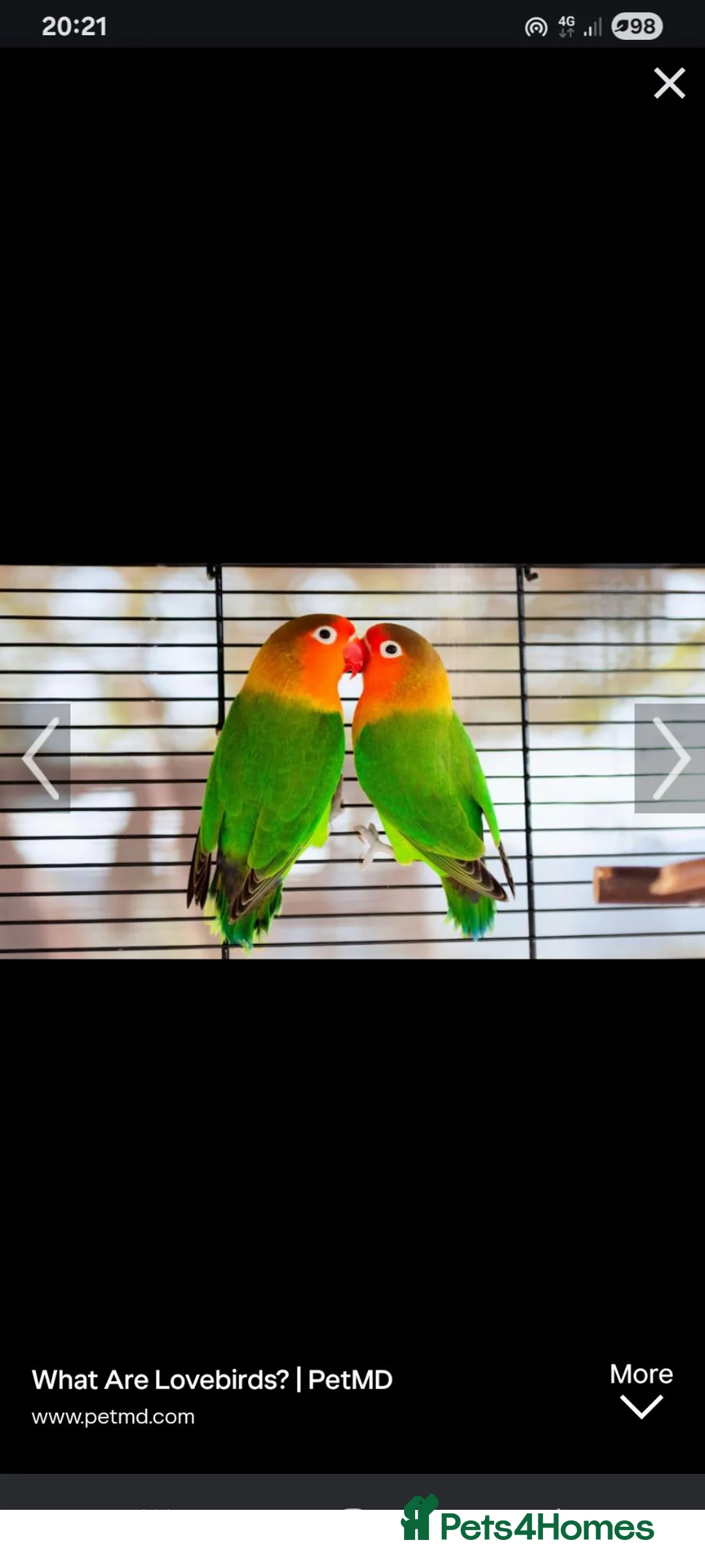 Lovebirds birds for sale: Lovebirds wanted in Coventry - Advert 1