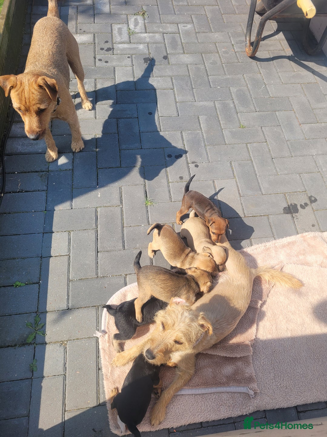 Patterdale Terrier dogs for sale: Patterdale pups - Image 11